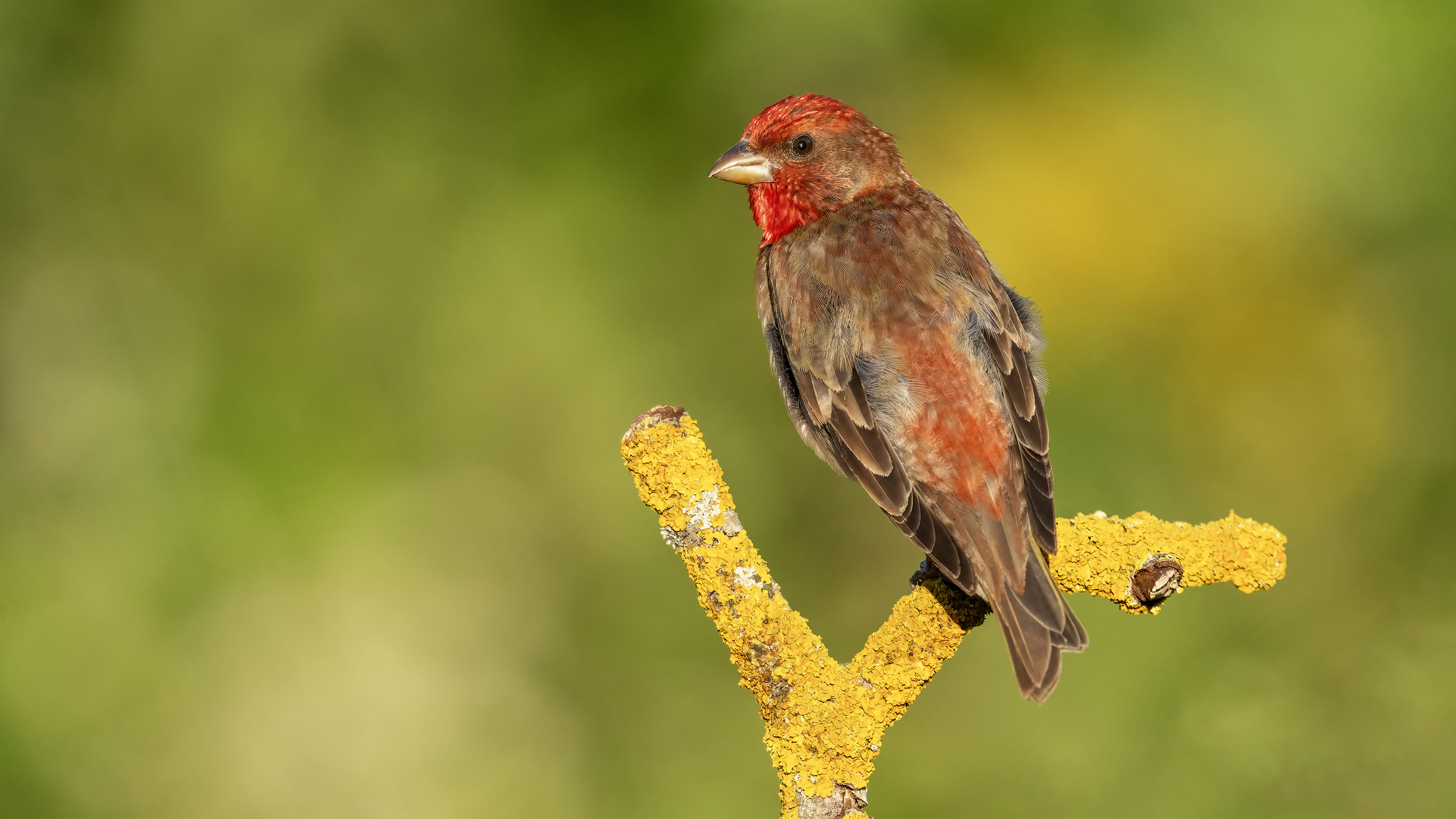 Common Rosefinch